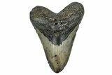 Fossil Megalodon Tooth - North Carolina #351726-1